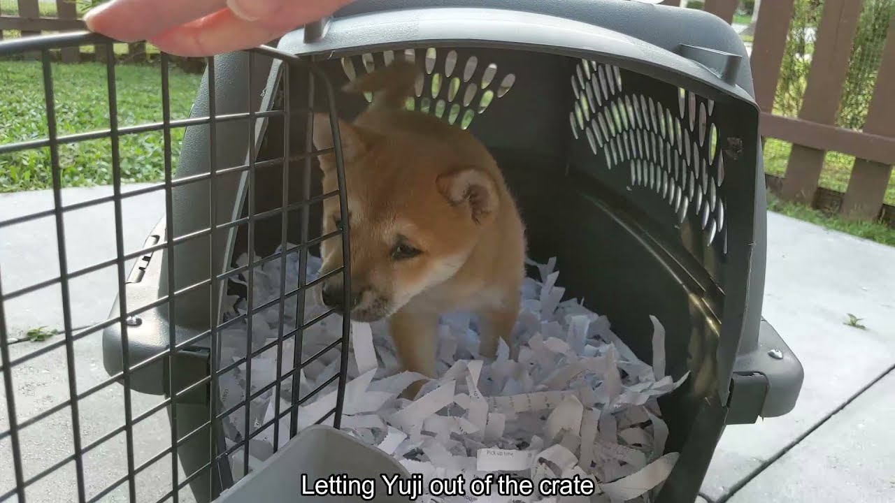 Meet Yuji The Shiba - YouTube