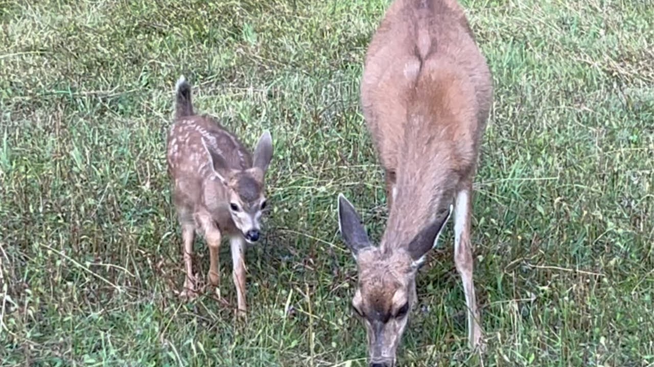 Cute Baby Fawn and Mother! (Cute Animal Video) 