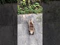 Badger couldn't climb... アナグマは登れなかった……。#short