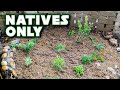 I finally built a california native plant garden