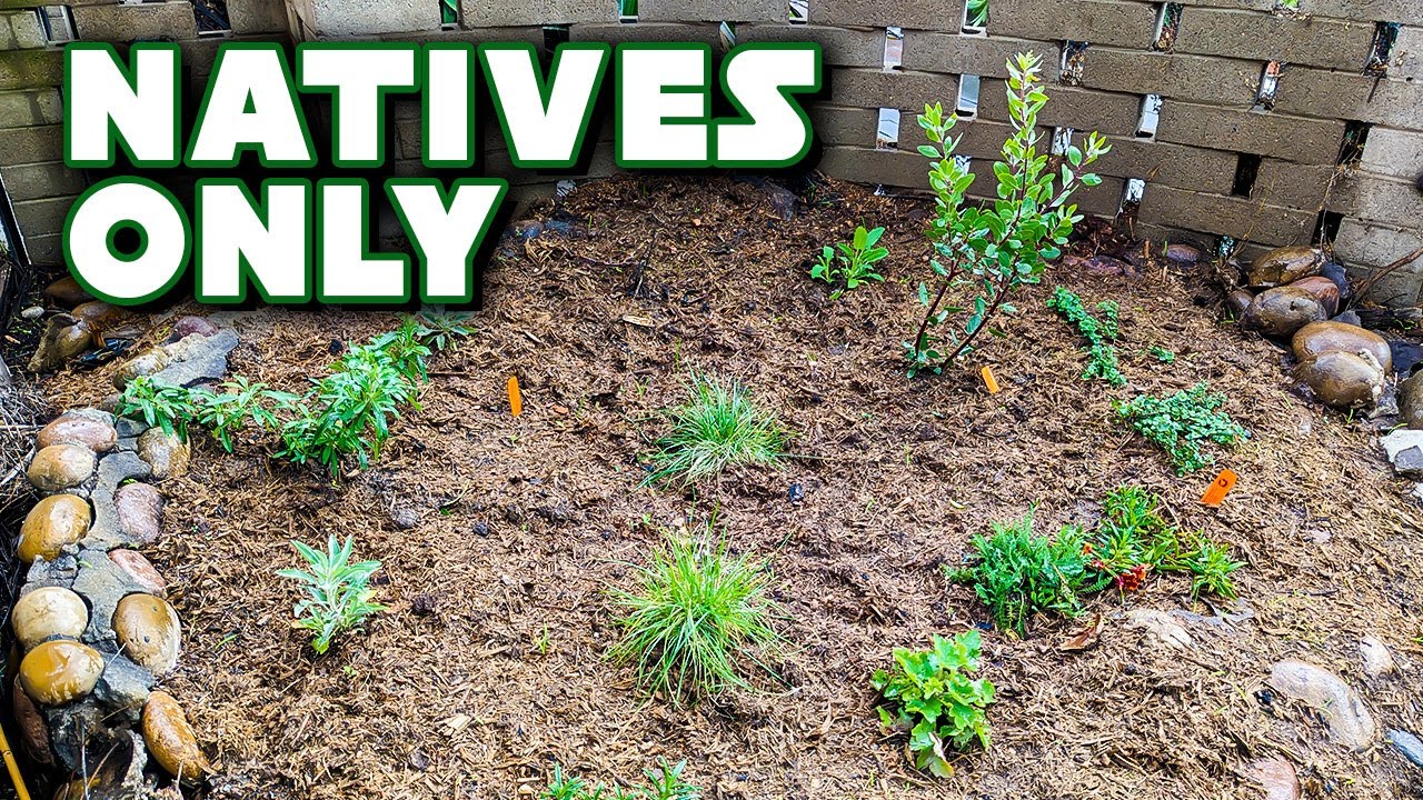 I Finally Built A California Native Plant Garden! YouTube