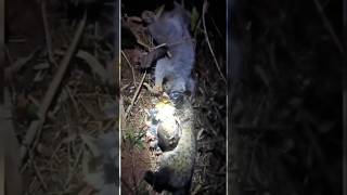 “Wait for it 😮😮! Night hunter