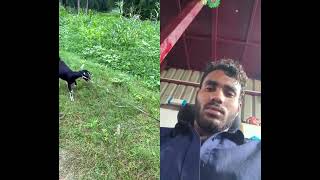 amrendra Bahubali #funny #vikramcomedy #comedy #animals #realfools #realfoolsteam #vikramcomedyvide