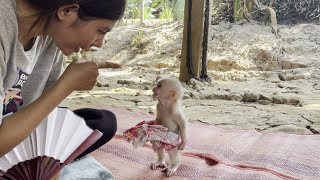 Baby monkey Miker get other Punish because he play outside alone without permission  #monkey