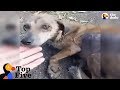 Woman Stops For Stray Dog On The Road That Changes Her Life + Other Dogs Rescues | The Dodo Top 5