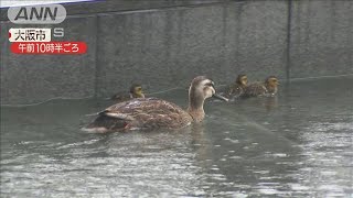 助けたくても見守って！大阪のビル街にカルガモ親子(20/06/30)