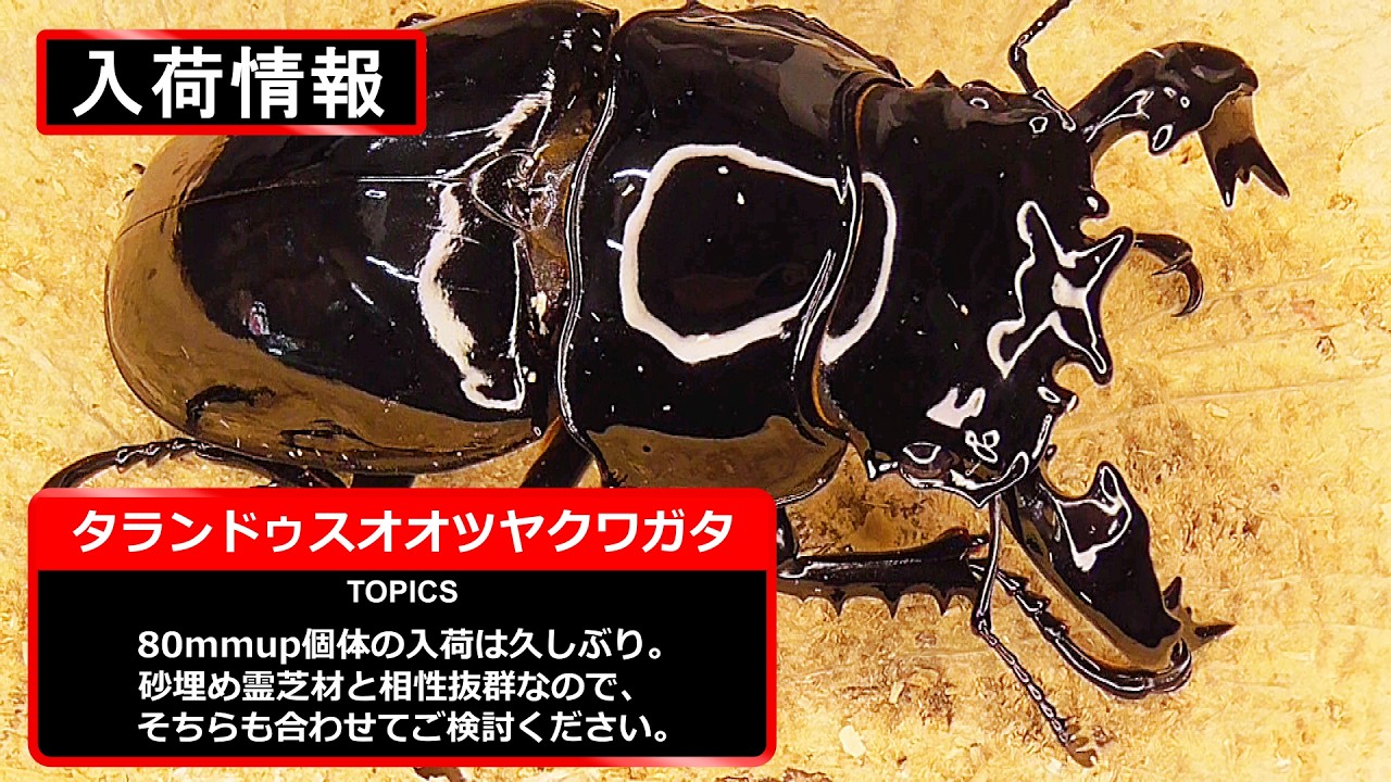 03/02-03/08までの入荷クワガタ紹介、7種類！【40mmupスズムラホソアカクワガタ、29mmカツラオオクワガタ、83mmタランドゥスオオツヤクワガタ、ミネットサビクワガタなど】