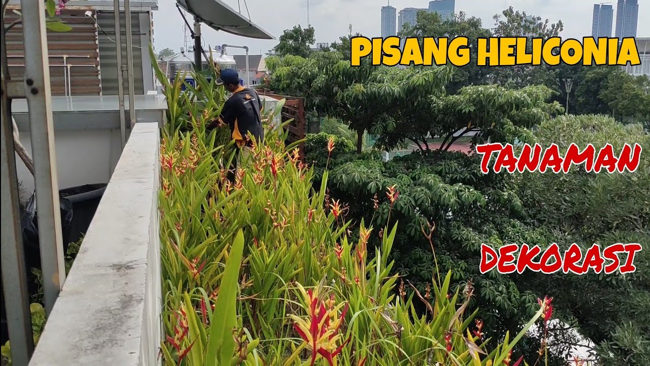 CARA PERAWATAN PISANG-PISANGAN HELICONIA !! 