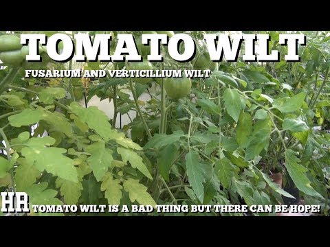 Video: Merawat Carnation Fusarium Wilt – Ketahui Tentang Carnation Dengan Fusarium Wilt