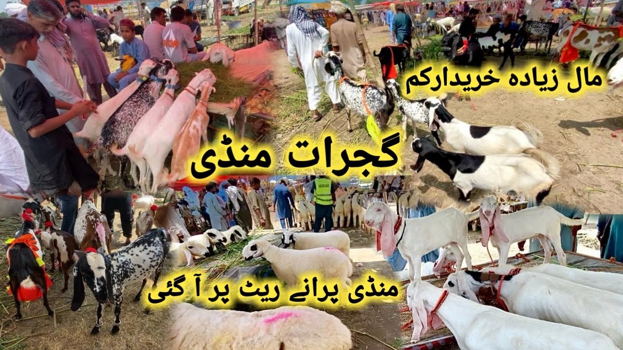 گجرات منڈی تازہ ترین صورتِحال||آج منڈی اپنے پرآنے ریٹ پر آگئ||مال ذیادہ اور خریدار کم