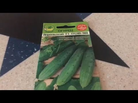 Огурец Апрельский F1.Покупка семян в Ленте (для подоконника).