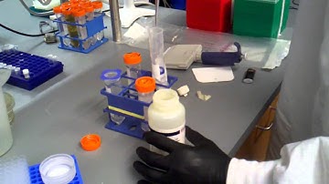 midi prep   eluting with buffer QF