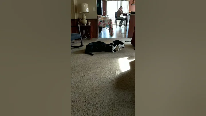 Cat vs Dog