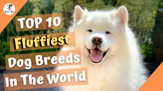 Top 10 Fluffy Dog Breeds In The World (Remarkable Healing Power) by luver dog 1,214 views 3 years ago 4 minutes, 42 seconds