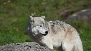 baffin island wolf