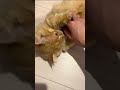 かまちょな子猫達が可愛いすぎる🥹 #cat #kitty