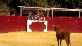 Baby Bull Running In Madrid