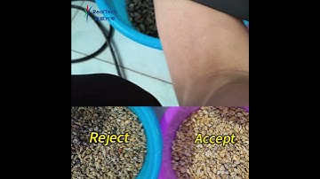 Slow Belt Color Sorter for Conch Color Sorting