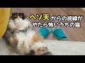 ヘソ天でこちらを覗き込む猫の視線が鋭すぎた