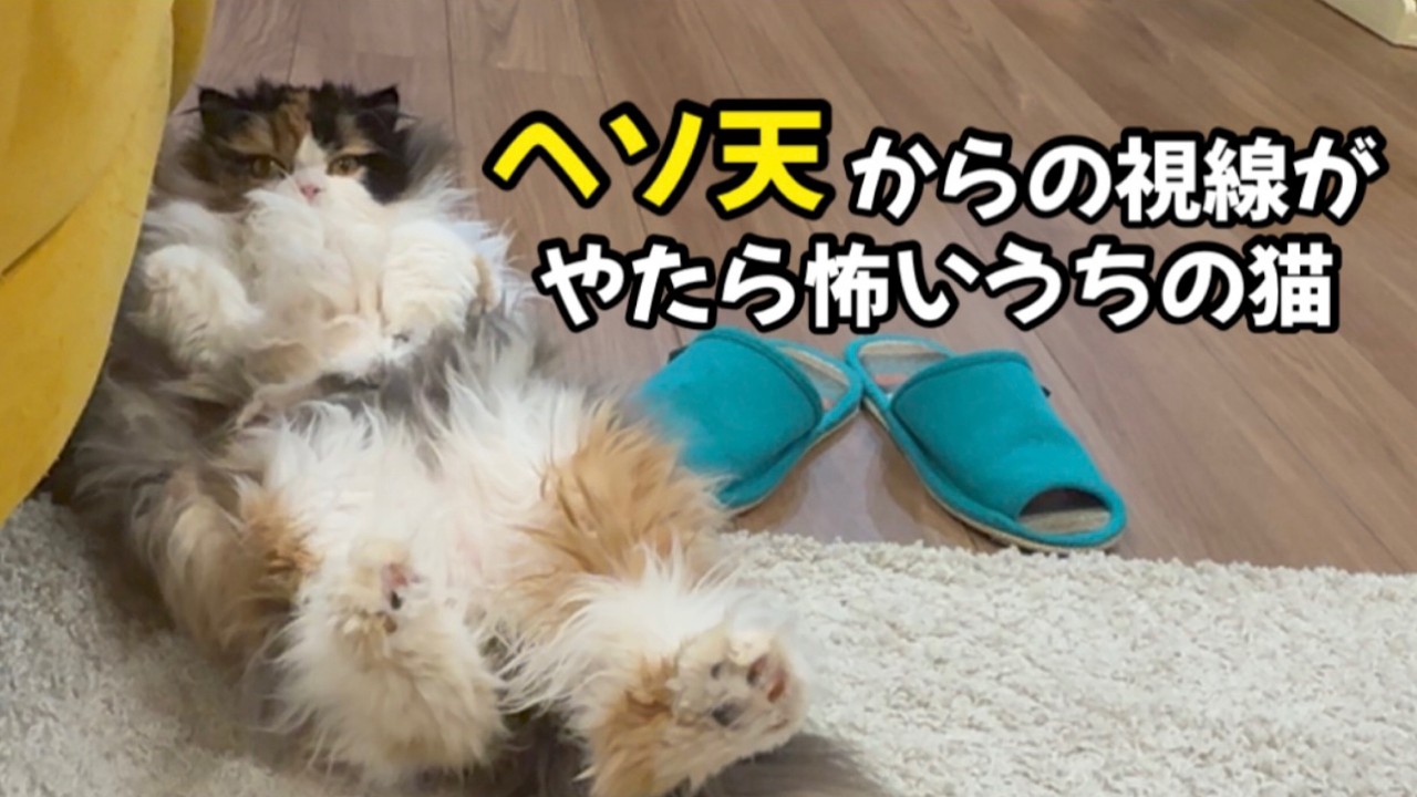 ヘソ天でこちらを覗き込む猫の視線が鋭すぎた