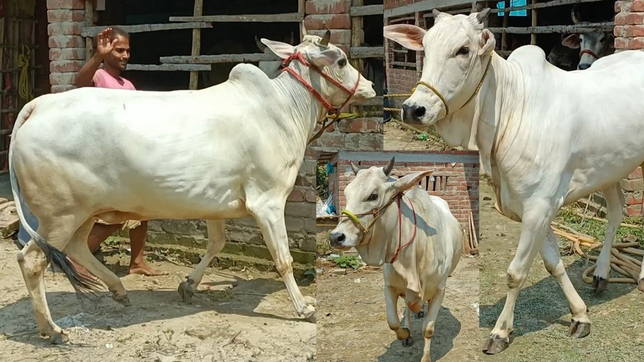 +918001038993 ||BHAI R KACHE SUNDOR BACHI ACHE ||TRENDING VIRAL BEAUTIFUL COWS SALE