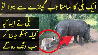 What Happened When a Cat Come to Face of a Rhino TJ Speaks