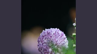 Frosted Hearts