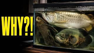Información I Found the Worst Fish Tanks on the Internet Noticias