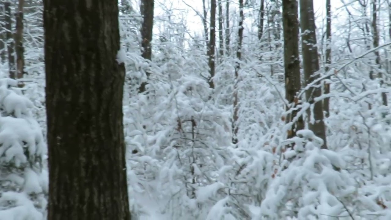 Amazing texture of snow covering each branch! 1/17/26, MVI 1376