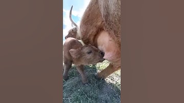 #Calf drinking milk from its mother