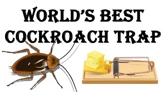 How to make the World's Best Cockroach Trap!