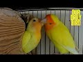 Lovebirds Raising Babies (Albs1)
