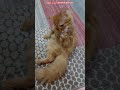 Karamila Left Her Son And Is Sleeping Next To Pepper Funny Cat Videos Shorts Cat 