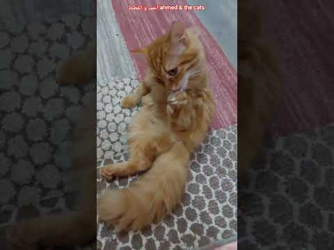 Karamila Left Her Son And Is Sleeping Next To Pepper Funny Cat Videos Shorts Cat