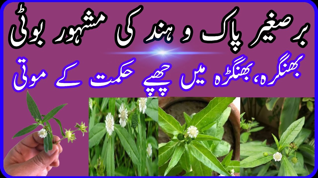 Benefits of False daisy/Bhangra boti key faeday/Hakeem qari Muhammad Sadiq
