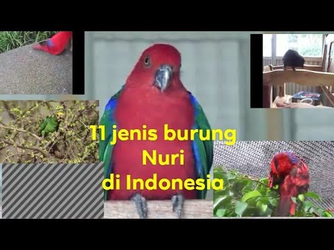 11 jenis burung Nuri yang ada di indonesia 