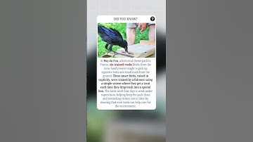 Meet the Trash-Picking Birds of France 🐦🗑️✨