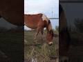 Unusually beautiful horse against backdrop of lake &amp; tower/ Необычная лошадь на фоне озера и вышки