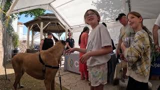 Cash 2.0 Great Dane at the Calabasas Earth Day Festival 2023 (1 of 4)