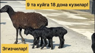 Хиссори эгизчи куйлар! 908109797☎️ 940749700☎️ 882004293☎️