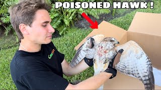 I Found a HAWK that was POISONED ! WHAT NOW ?!