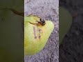 Bees and pear / Пчелы и груша #shorts