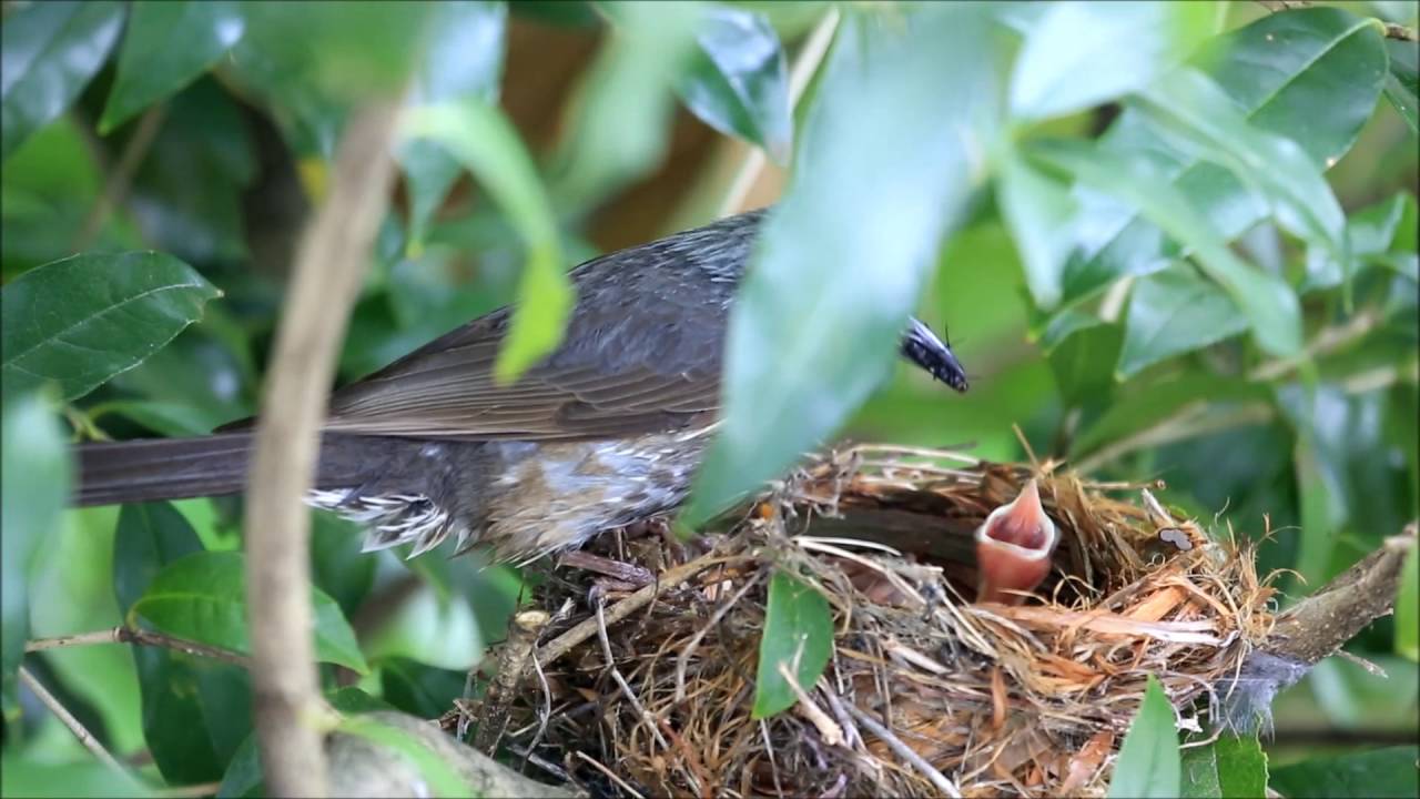 ヒヨドリの子育てを二階の客室から眺める Youtube
