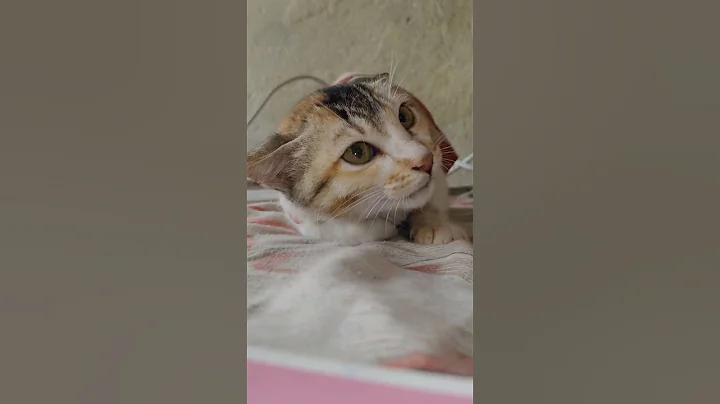 Watch the video about Part 3 #cat