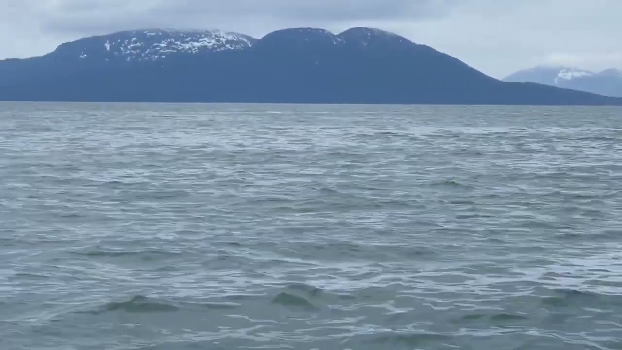 Having a whale of a time.