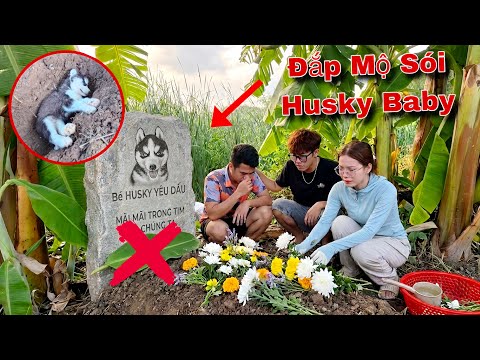 Toang Rồi ! Trẻ Trâu Độ.c Ác Làm Chó Husky Baby Ra Đi Mãi Mãi | Đau Khổ Quá | Dương KC