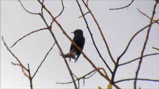 Download Lagu Moluccan Drongo-Cuckoo MP3 Download Lagu Moluccan Drongo-Cuckoo MP3