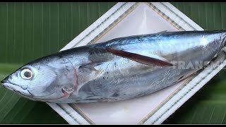 Download Lagu PARIA KAMBU Khas Mandar, Ada Ikan di Dalam Pare | RAGAM INDONESIA (09/01/20) MP3