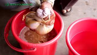 Neem Kernel Extract Preparation Method