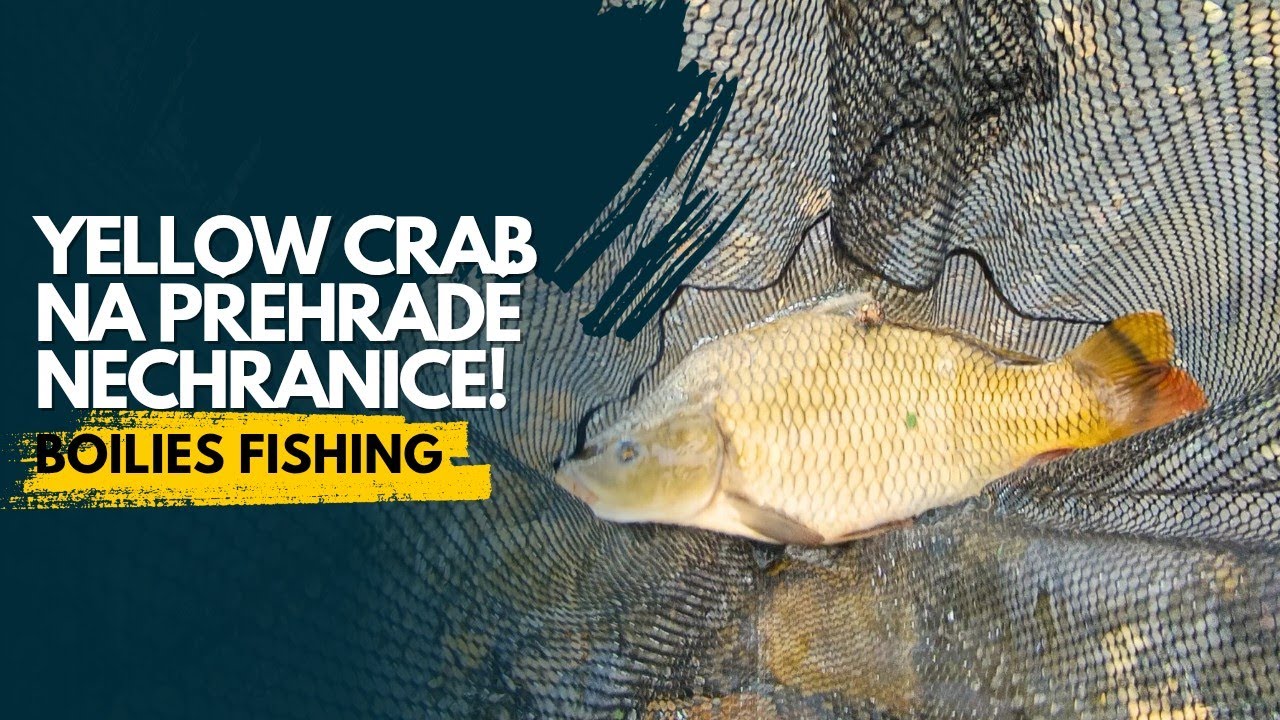 Lov kaprů na Nechranicích 2! boilies od @Carp_Arts...